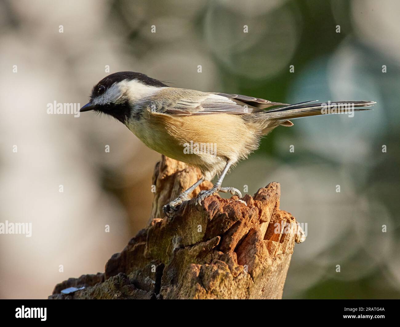 Chickadee à capuchon noir perché sur bois Banque D'Images