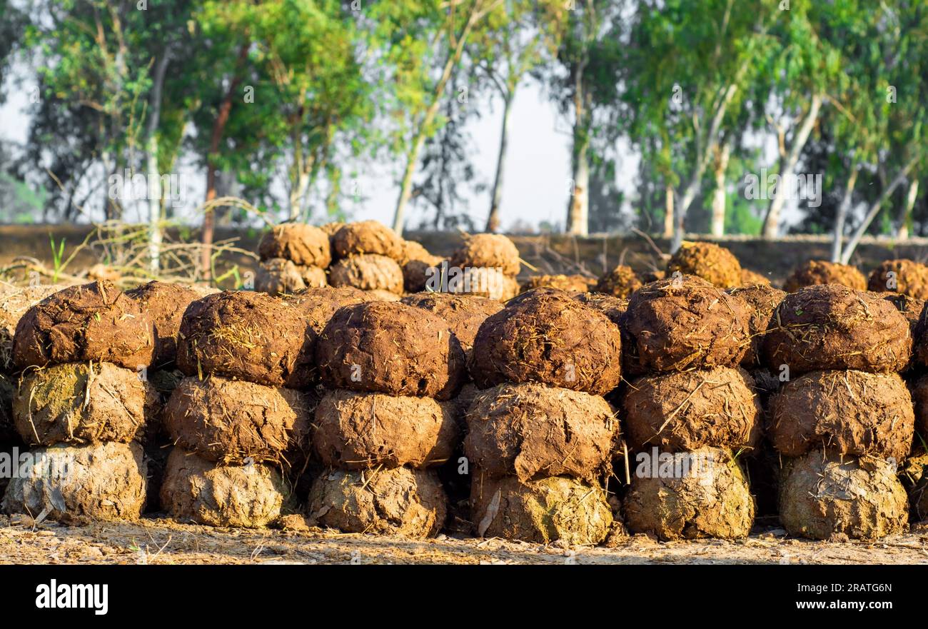 Gâteaux de bouse de vache pour le biocarburant, dans le village avec la frontière Inde-Pakistan Banque D'Images