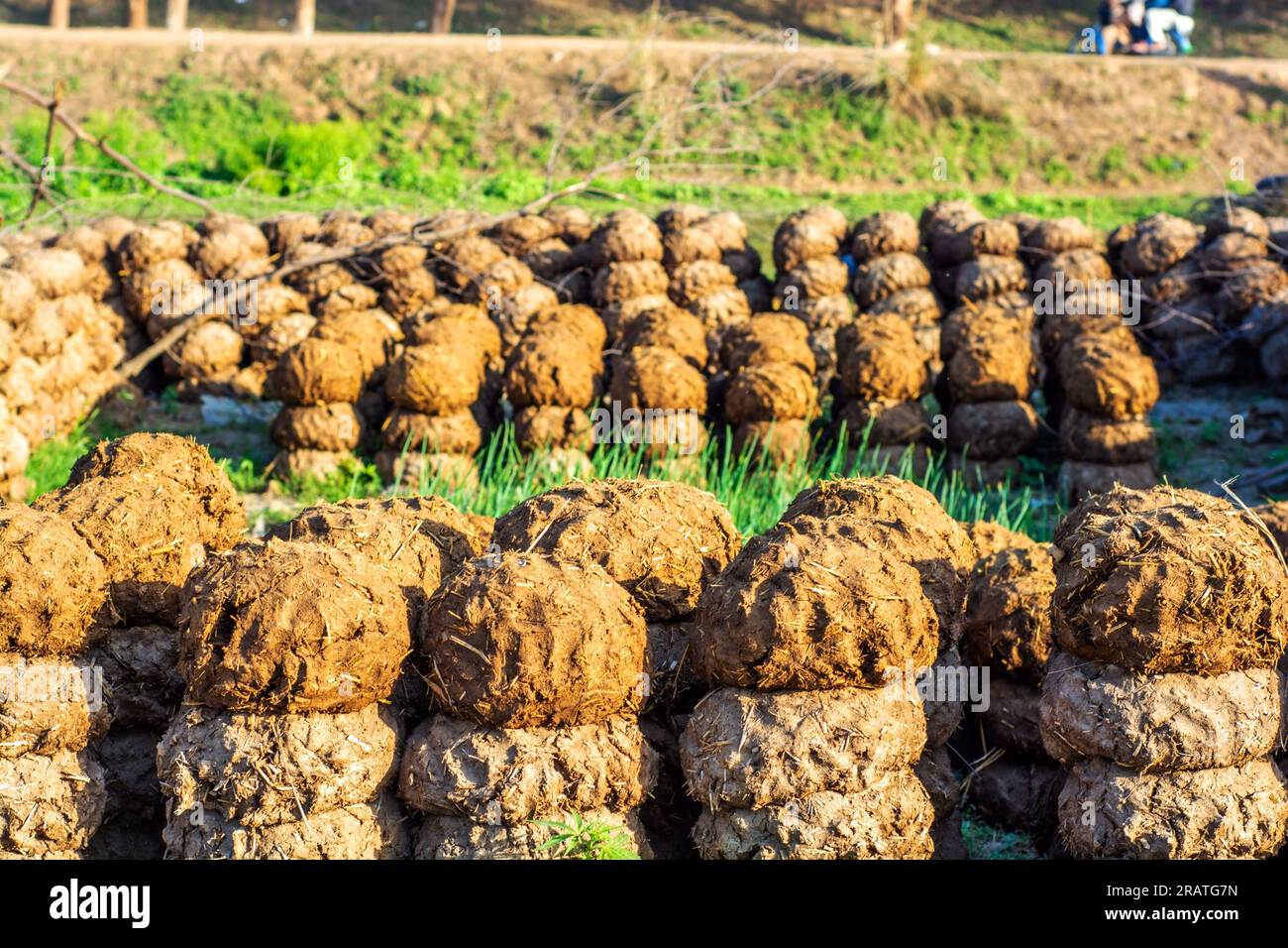 Gâteaux de bouse de vache dans le champ, utilisés comme biocarburant près de la frontière Inde-Pakistan Banque D'Images