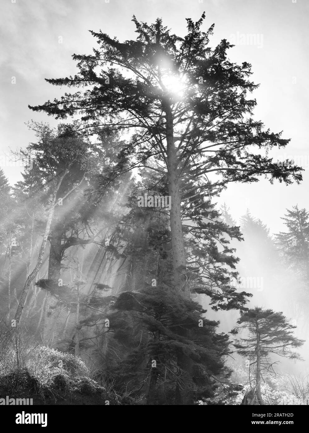 WA24536-00....WASHINGTON - la lumière du soleil coule à travers un arbre dans une forêt côtière du parc national olympique. Banque D'Images