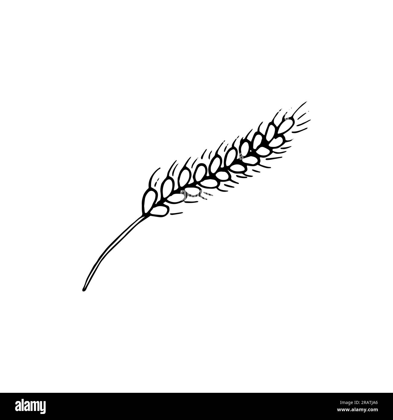 Un seul bouquet d'épis de blé vecteur dessiné à la main. Illustration vectorielle dessinée à la main par épingle de blé. Illustration de Vecteur