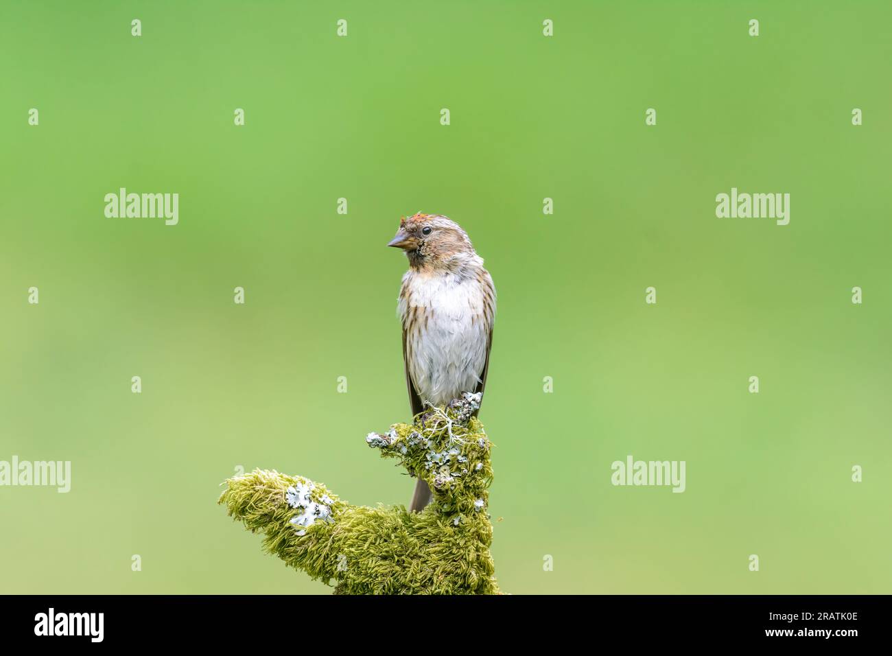 Commune Redpoll, femelle, Acanthis Flammea, perchée sur une branche d'arbre recouverte de mousse Banque D'Images