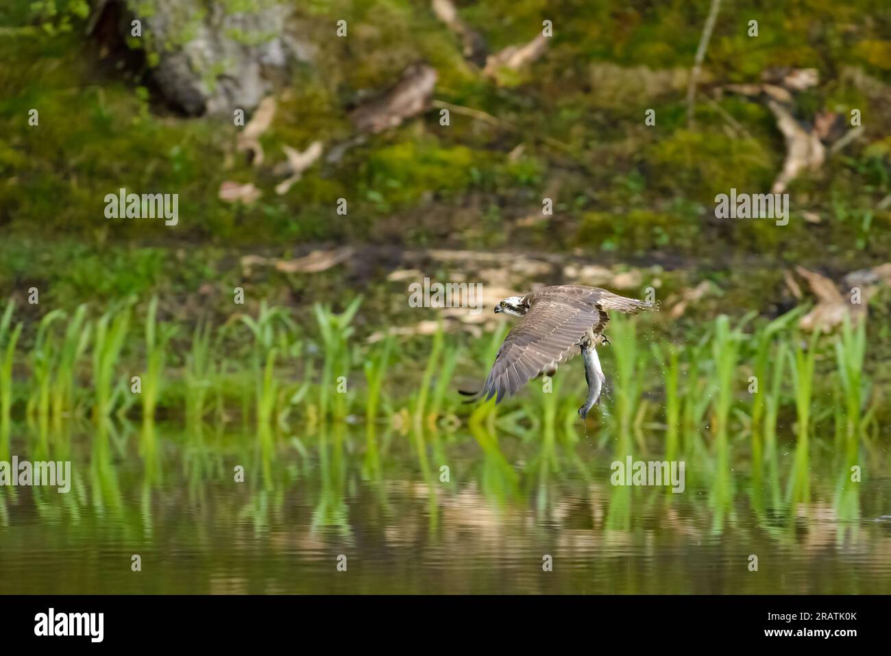 Osprey, Pandion halietus, en vol avec des poissons capturés, sur fond d'arbres. Banque D'Images