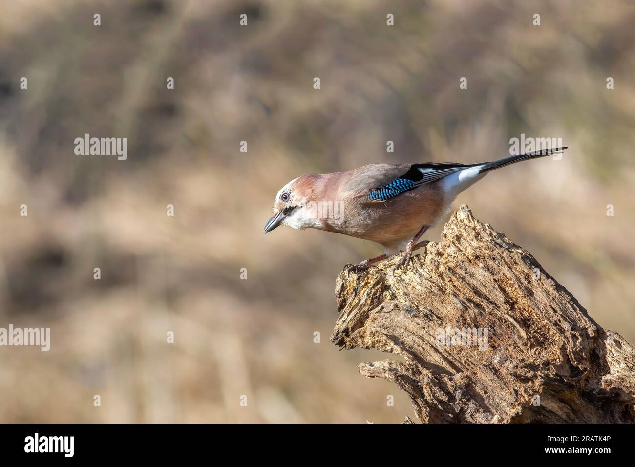 Jay, Garrulus glandarius, perché sur une souche d'arbre morte Banque D'Images