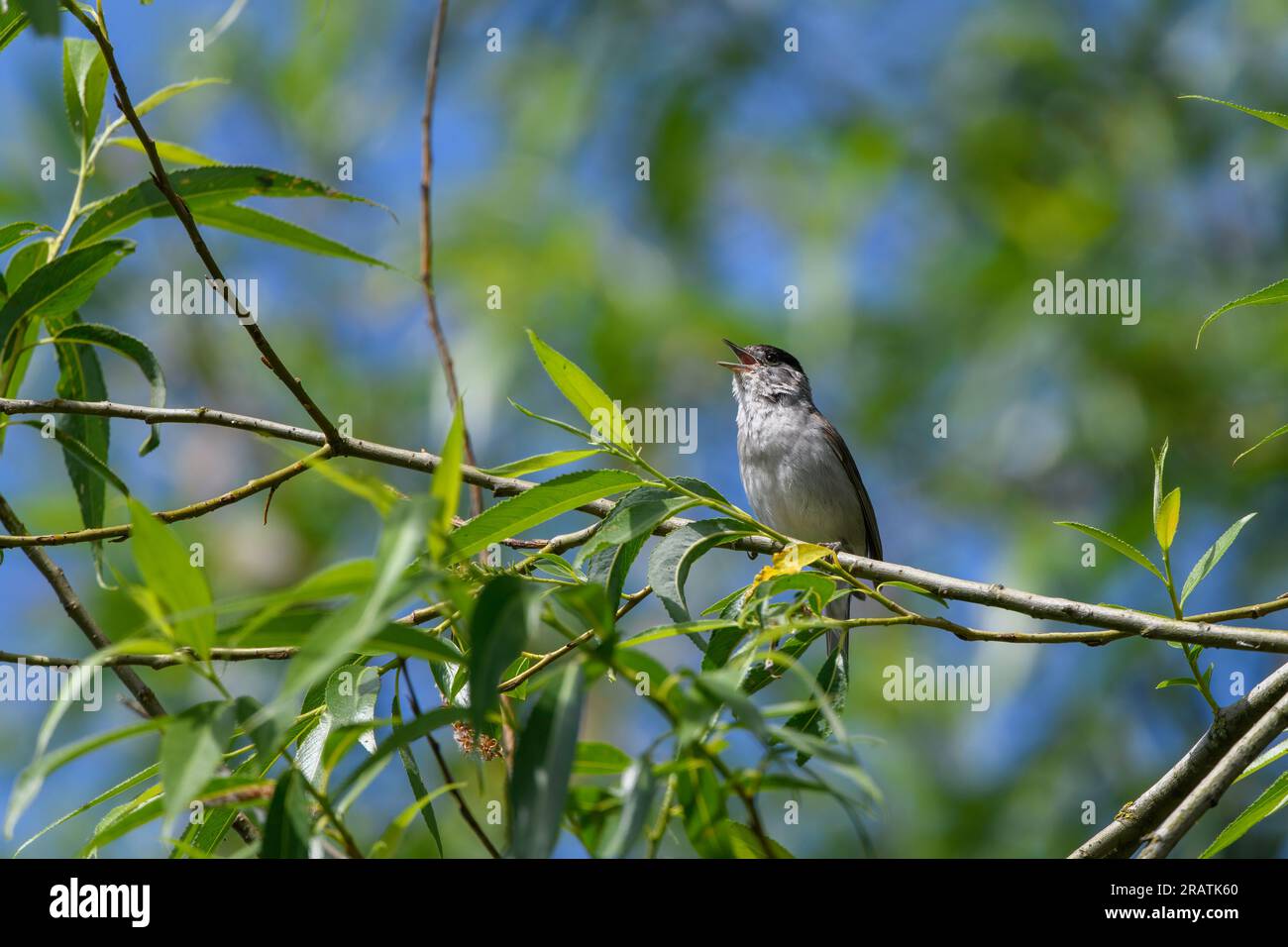 Blackcap, Sylvia Atricapilla, Singing in spring from a tree branch Banque D'Images