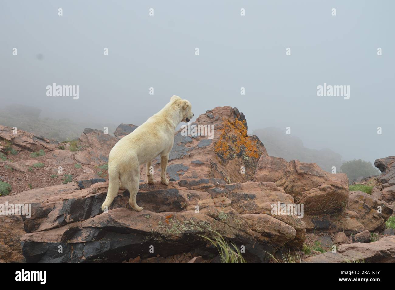 Oukaimeden, Maroc - juin 2023 - chien. (Photo de Markku Rainer Peltonen) Banque D'Images