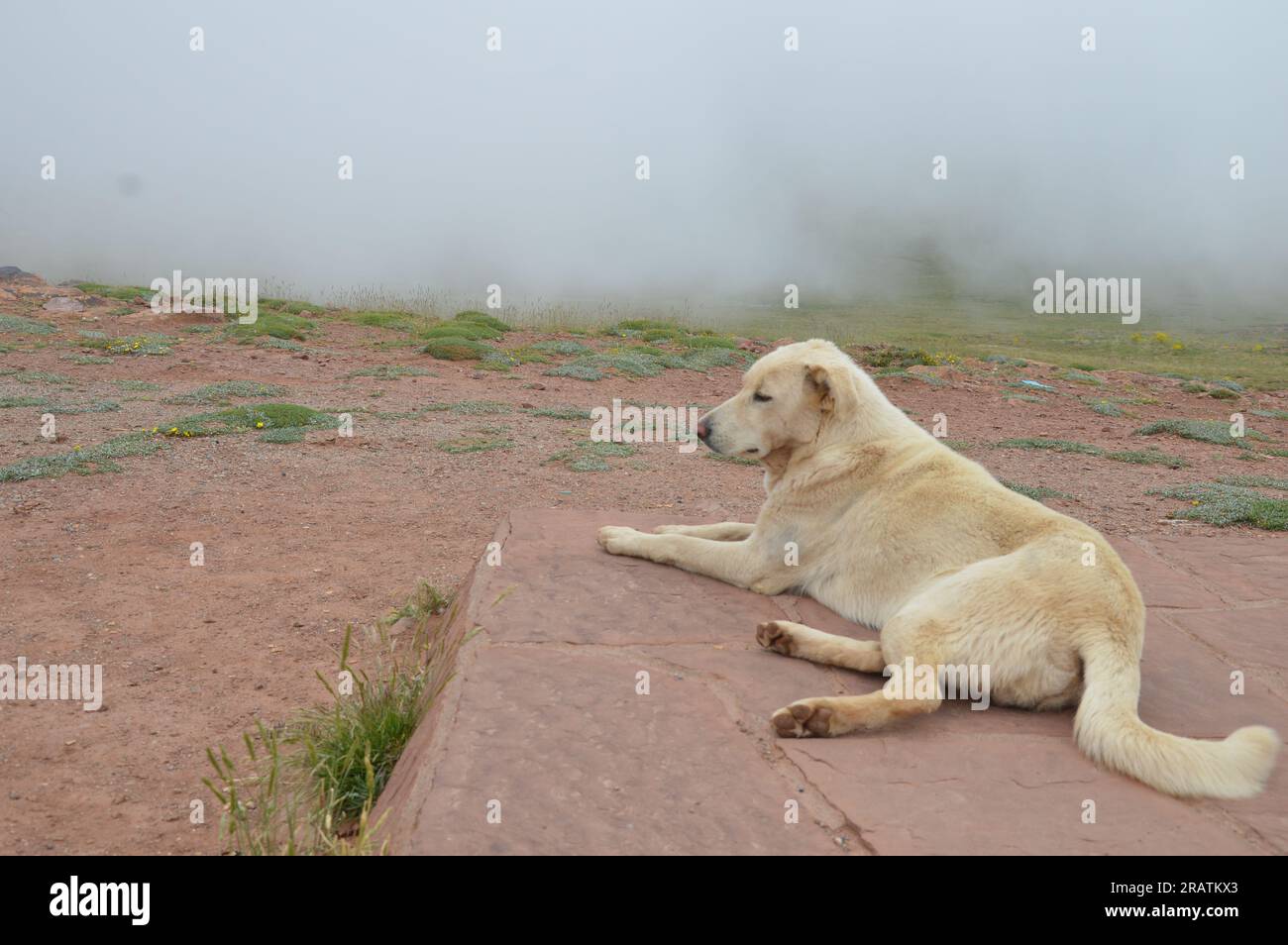 Oukaimeden, Maroc - juin 2023 - chien. (Photo de Markku Rainer Peltonen) Banque D'Images
