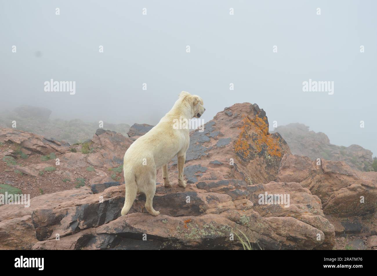 Oukaimeden, Maroc - juin 2023 - chien. (Photo de Markku Rainer Peltonen) Banque D'Images