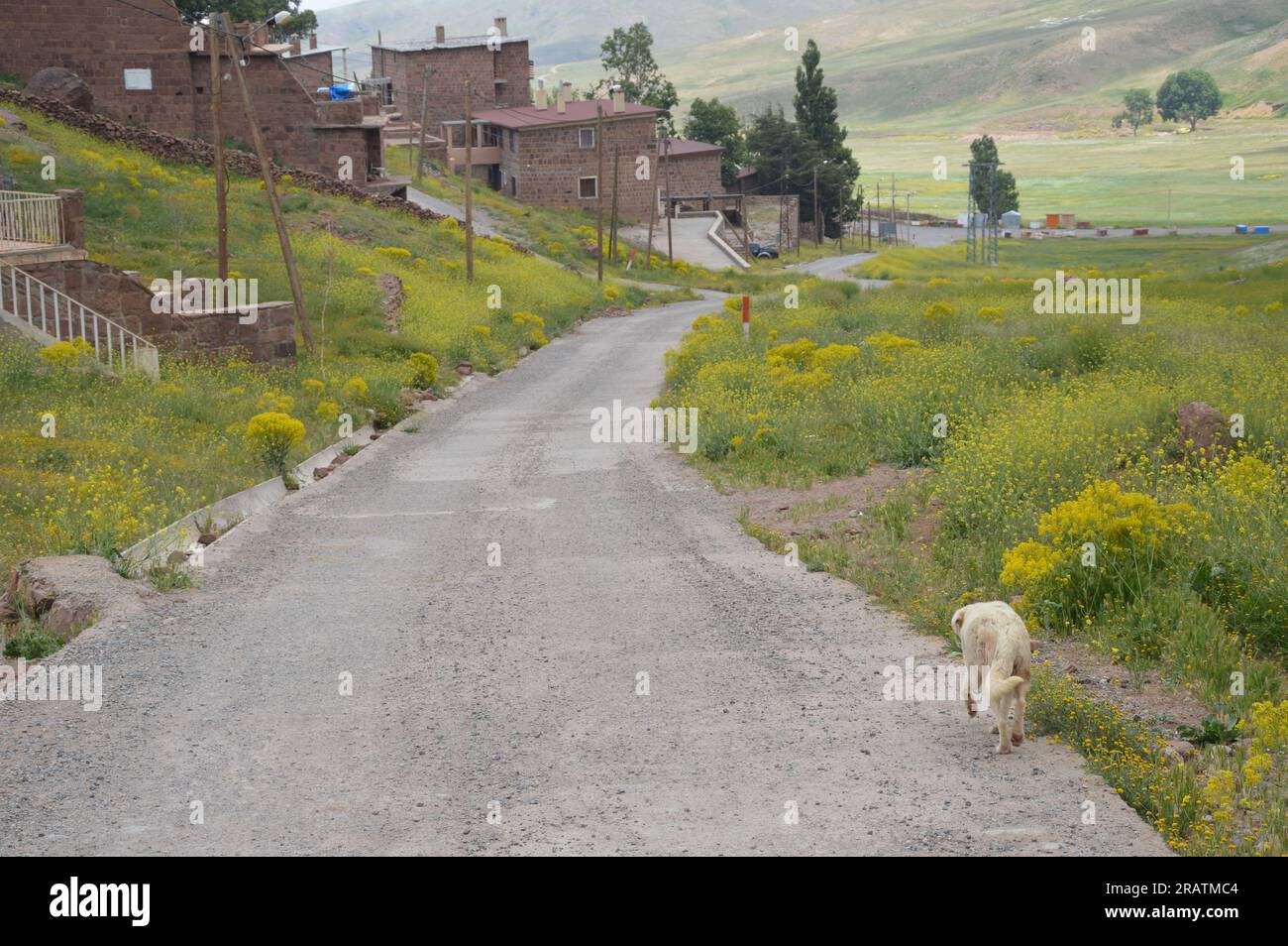 Oukaimeden, Maroc - juin 2023 - chien. (Photo de Markku Rainer Peltonen) Banque D'Images