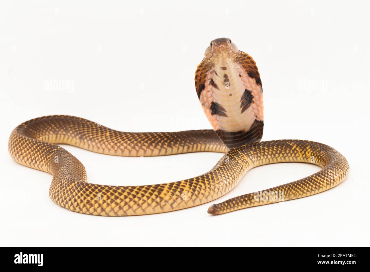 Cobra craché équatorial ou serpent Cobra craché doré (Naja sumatrana) isolé sur fond blanc Banque D'Images