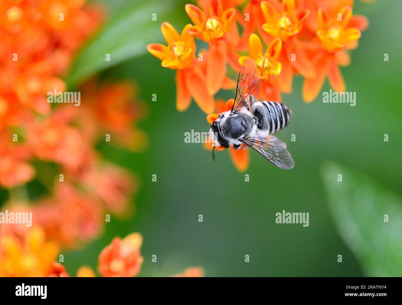 Leafcutter Bee noir et blanc (Megachile) sur Butterfly Milkweed Banque D'Images