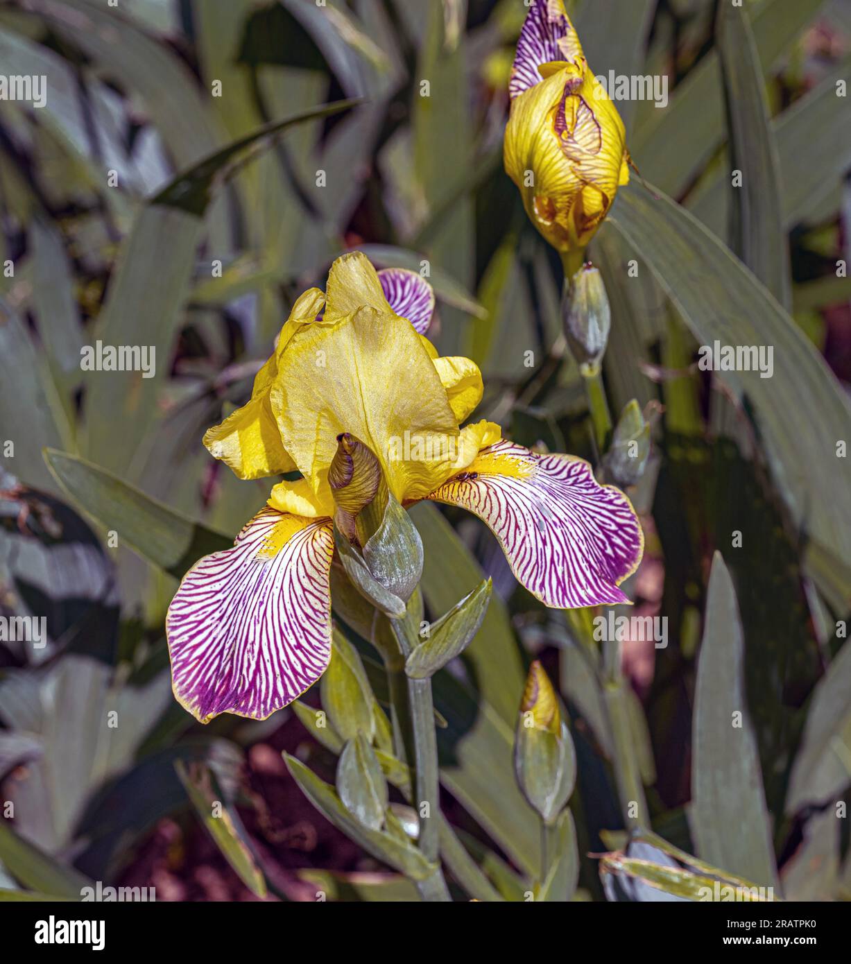 Iris hongrois, Iris variegata / Bunte Schwertlilie, Iris variegata Banque D'Images