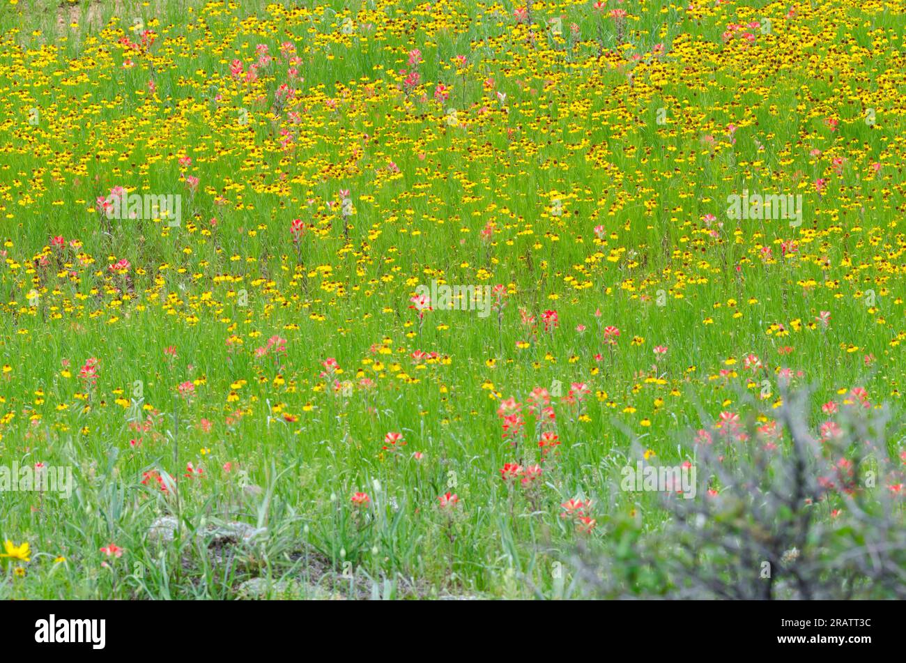 Fleurs sauvages, Bitterweed brun, Helenium amarum var. Badium et Entireleaf Indian Paintbrush, Castilleja indivisa Banque D'Images