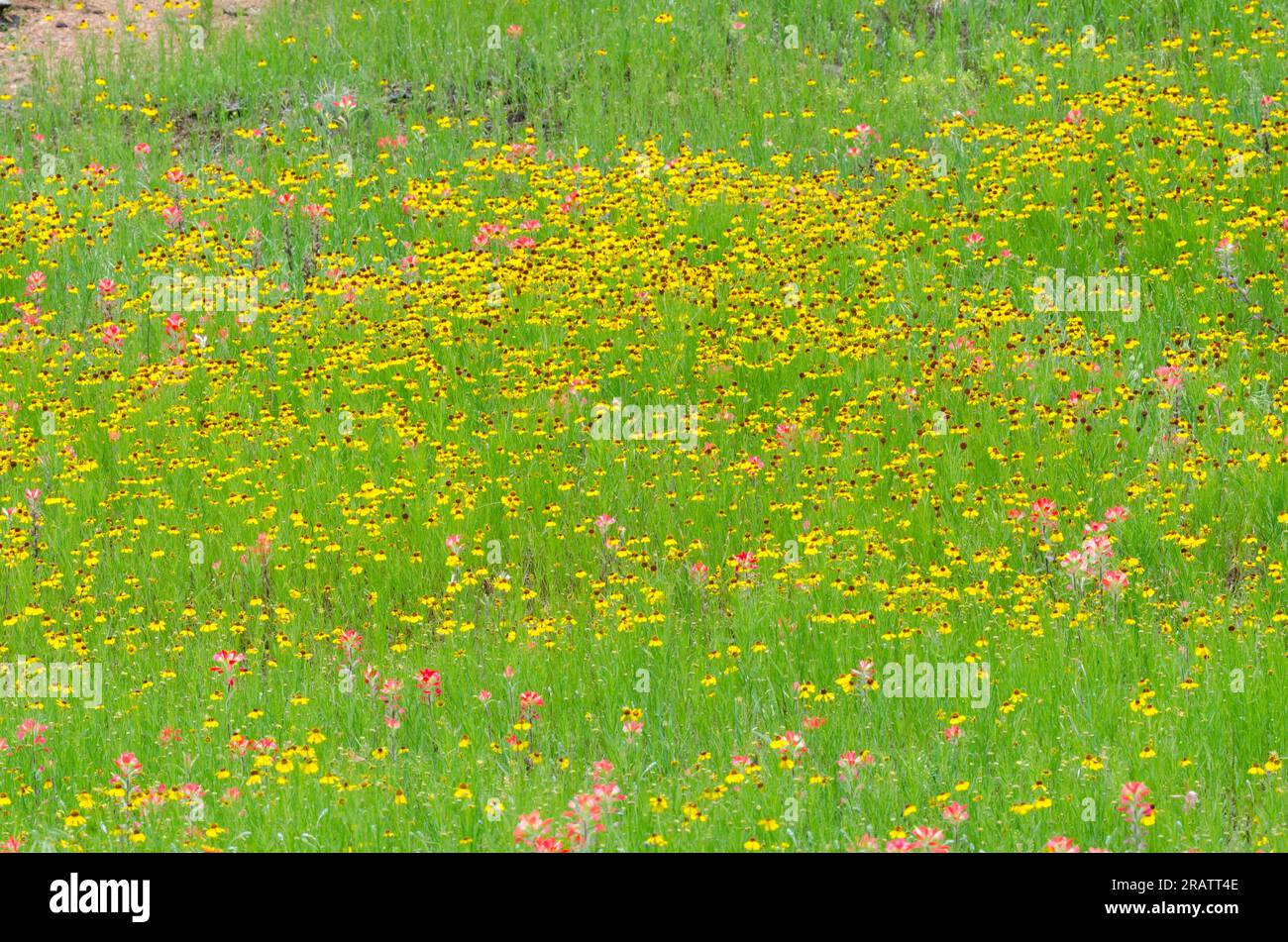 Fleurs sauvages, Bitterweed brun, Helenium amarum var. Badium et Entireleaf Indian Paintbrush, Castilleja indivisa Banque D'Images