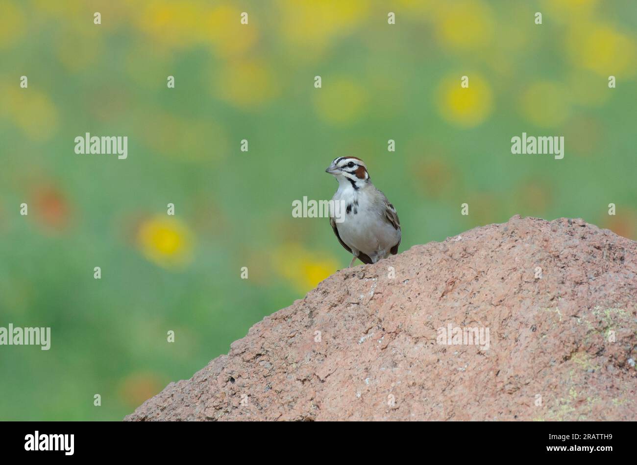 Lark Sparrow, Chondestes grammacus Banque D'Images