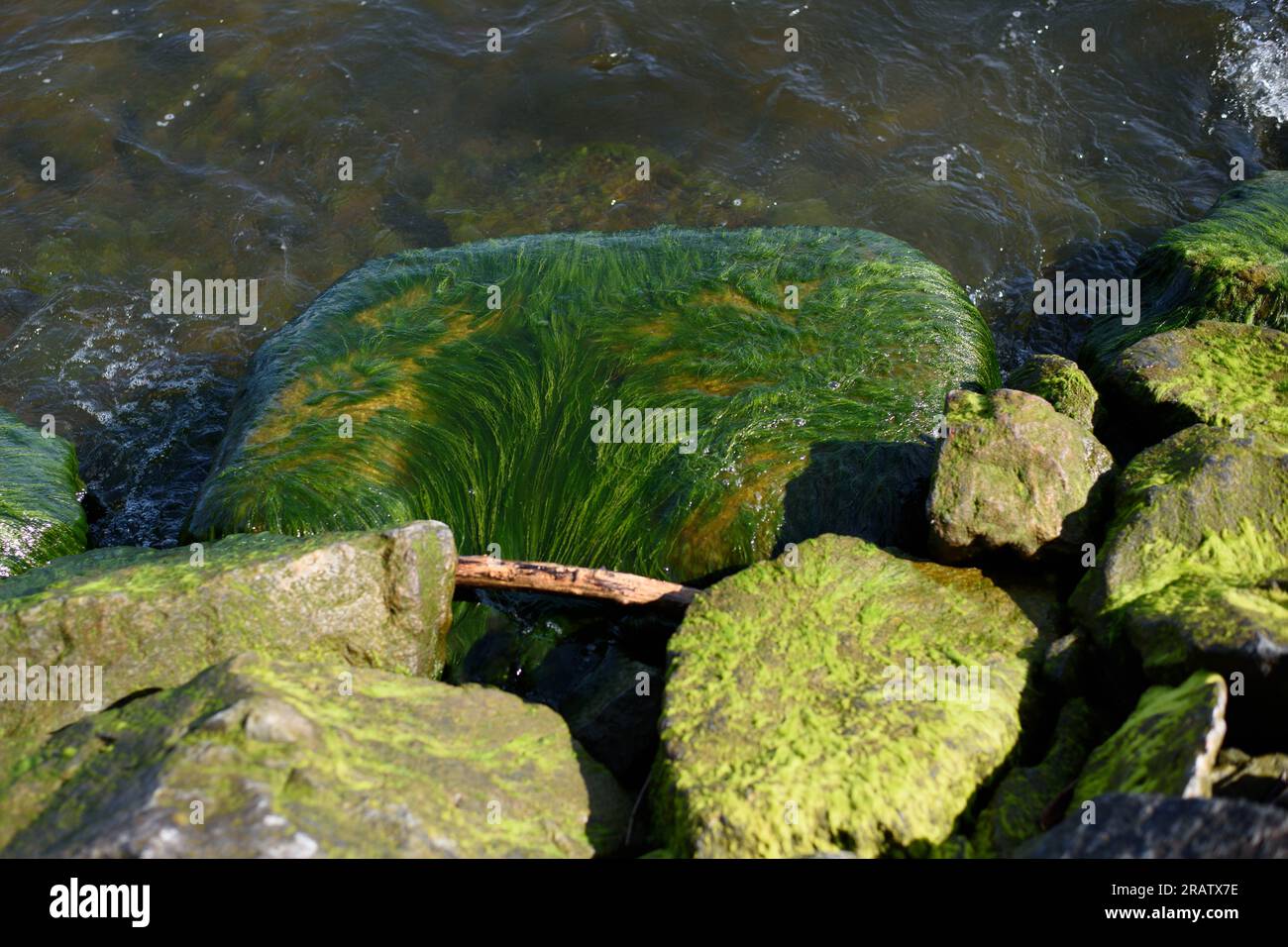 Pierres, eau, mer, lac et algues vertes sur pierres. Banque D'Images