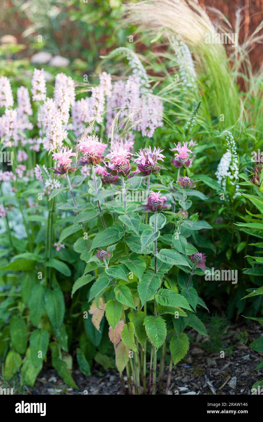 Fleurs vivaces roses dans le jardin naturel amical des abeilles Stachys monieri Pink Cotton Candy et Monarda Bee Balm Banque D'Images