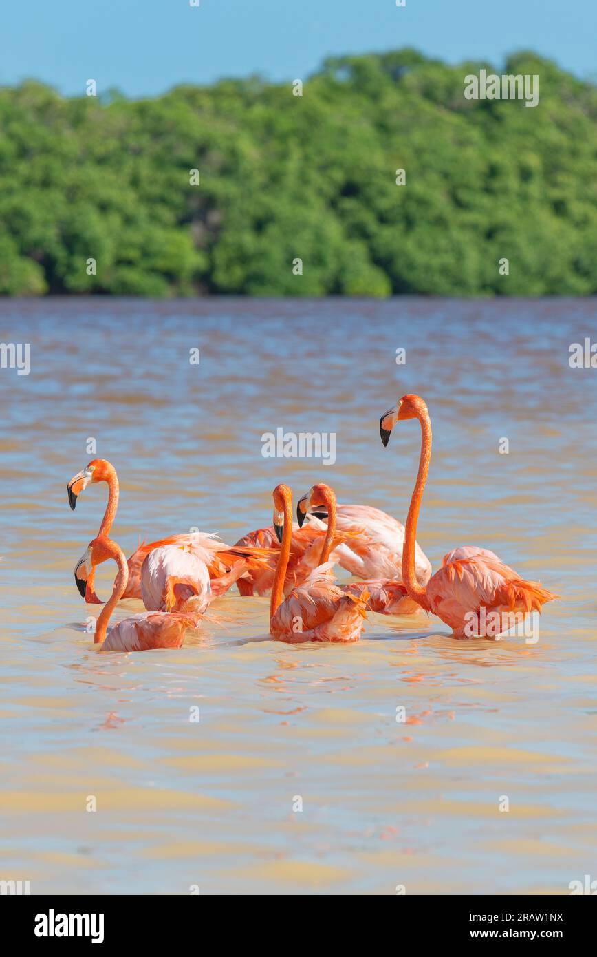 Flamingo américain (Phoenicopterus ruber), Réserve de biosphère de Ria Celestun, Yucatan, Mexique. Banque D'Images