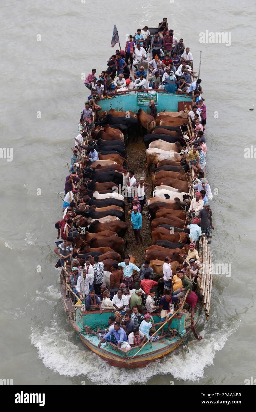 Le bétail sacrificiel est transporté sur un bateau pour le vendre au marché aux bovins avant la fête musulmane de l’Aïd al-Adha à Dhaka, au Bangladesh, le 27 juin 2023. Banque D'Images