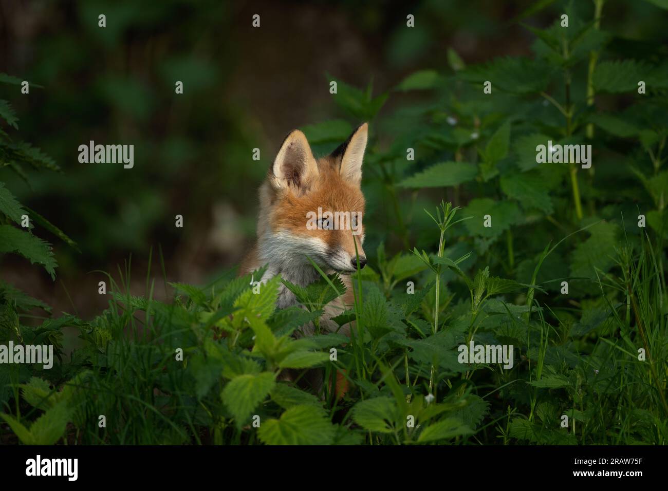 De petits renards rouges jouent près du terrier. Fox dans la forêt. Prédateur européen dans l'habitat naturel. Banque D'Images De petits renards rouges jouent près du terrier. Fox dans la forêt. Prédateur européen dans l'habitat naturel. Banque D'Images