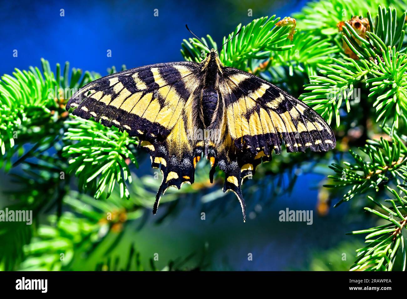 Un papillon à queue d'aronde anis (Papilio Zelicaon), reposant sur une branche d'épinette Banque D'Images