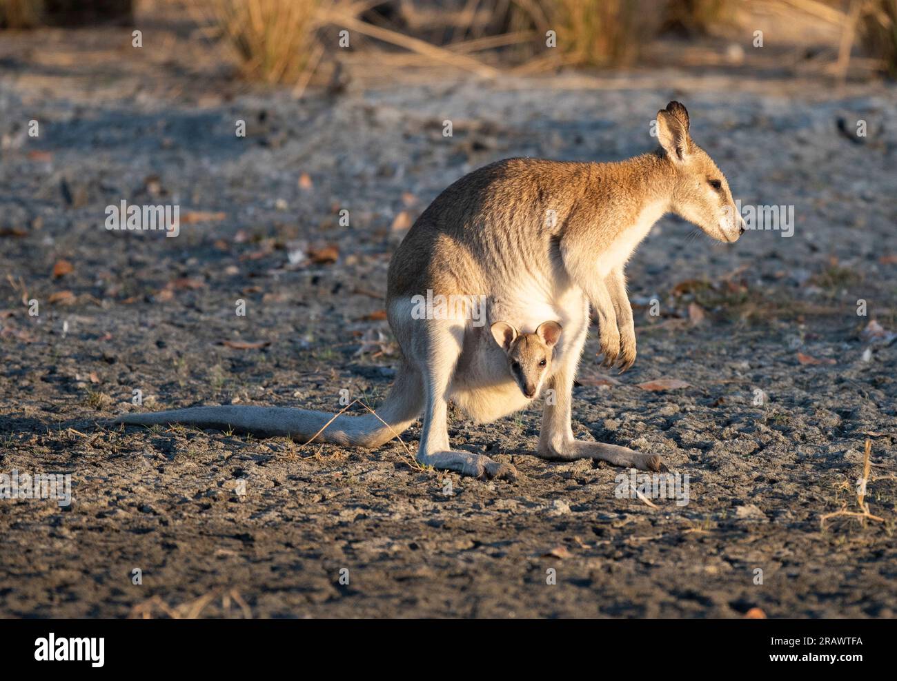 Wallaby agile avec joey dans sa poche. Banque D'Images