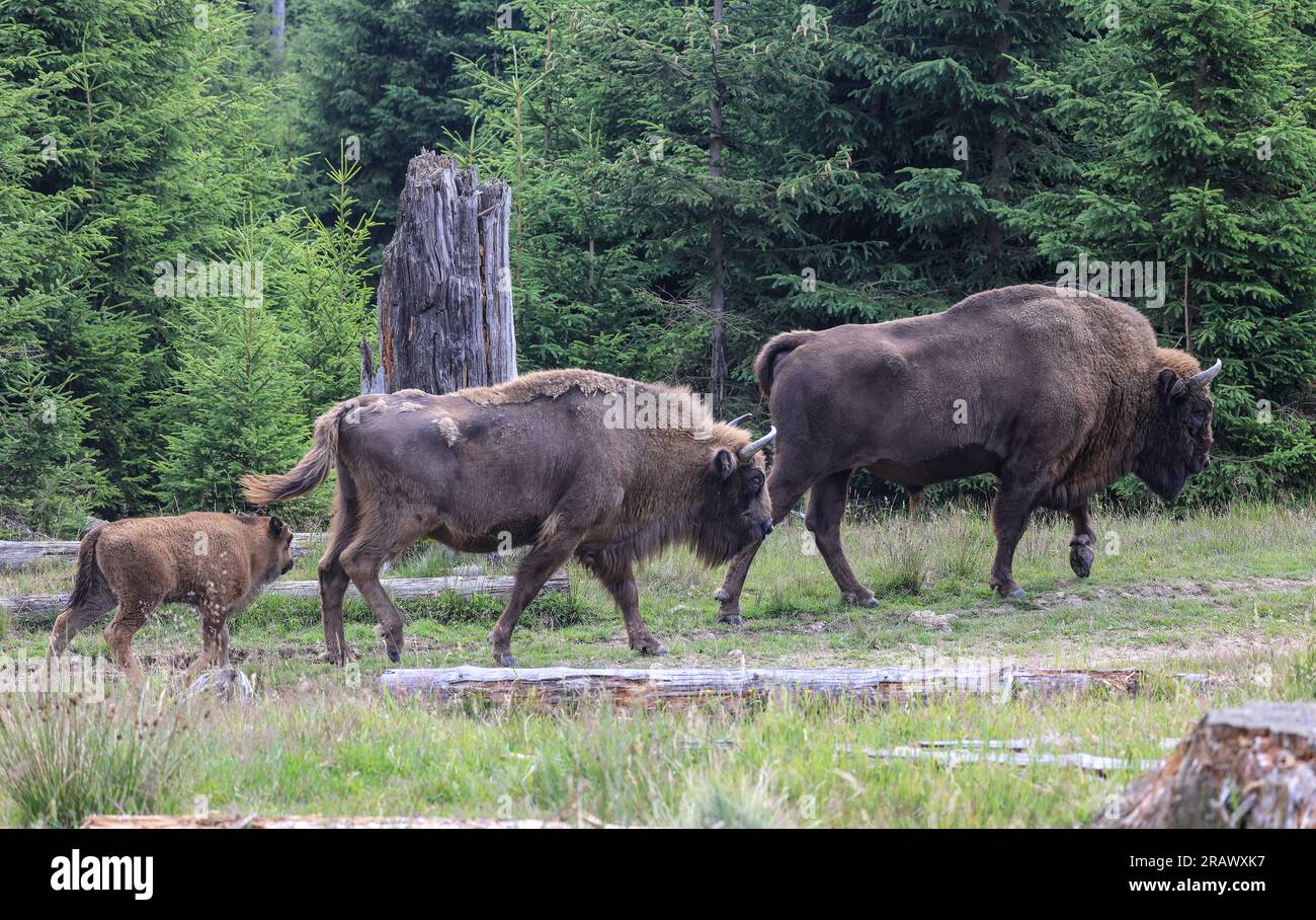 Siegen, Allemagne. 04 juillet 2023. Bison promenade à travers la nature sauvage des bisons dans le Sauerland. Après une longue dispute sur le seul troupeau de bisons en liberté d'Allemagne, l'association parraine avait annoncé la dissolution du projet de conservation des espèces. Cependant, le troupeau, qui a été déclaré « sans propriétaire », continue de croître et continue de causer des dommages aux arbres. Une table ronde cherche des perspectives pour le projet. (À dpa/lnw : 'troupeau de bisons dans le Sauerland - recherche de perspectives pour le projet de protection des espèces') crédit : Oliver Berg/dpa/Alamy Live News Banque D'Images