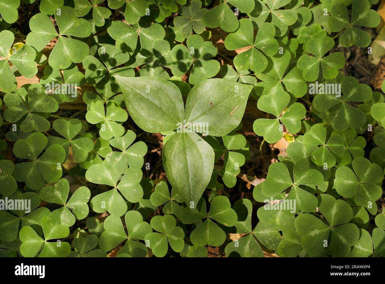 Redwood Sorrel couverture dense de plancher forestier dans Armstrong Redwoods State Natural Reserve, Guerneville, Californie. Vue de dessus, vert sur tout le cadre. Banque D'Images