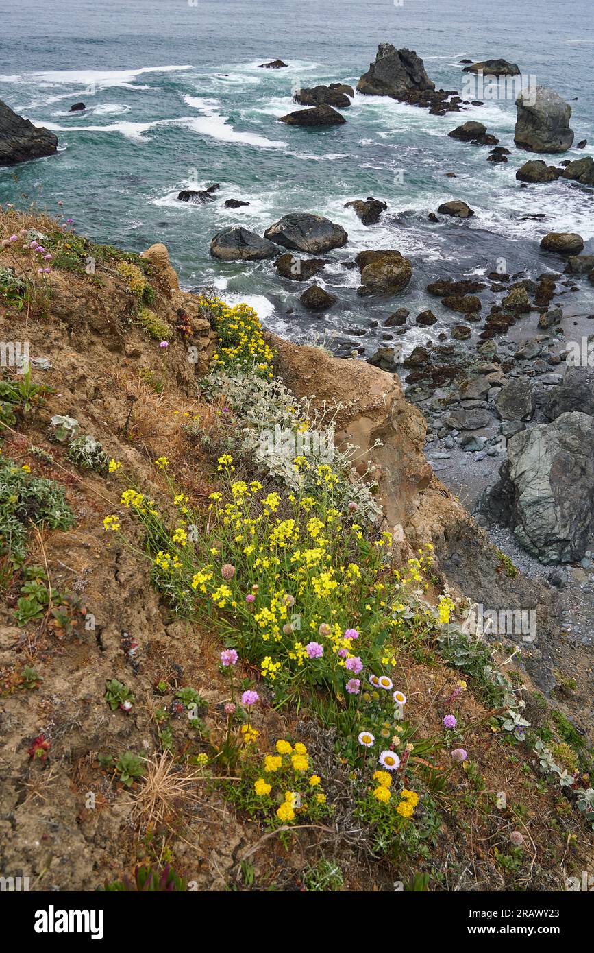 Shell Beach, Californie. Point de vue élevé sur la côte rocheuse du Pacifique, avec des plantes côtières, des piles de mer et des rochers. Banque D'Images