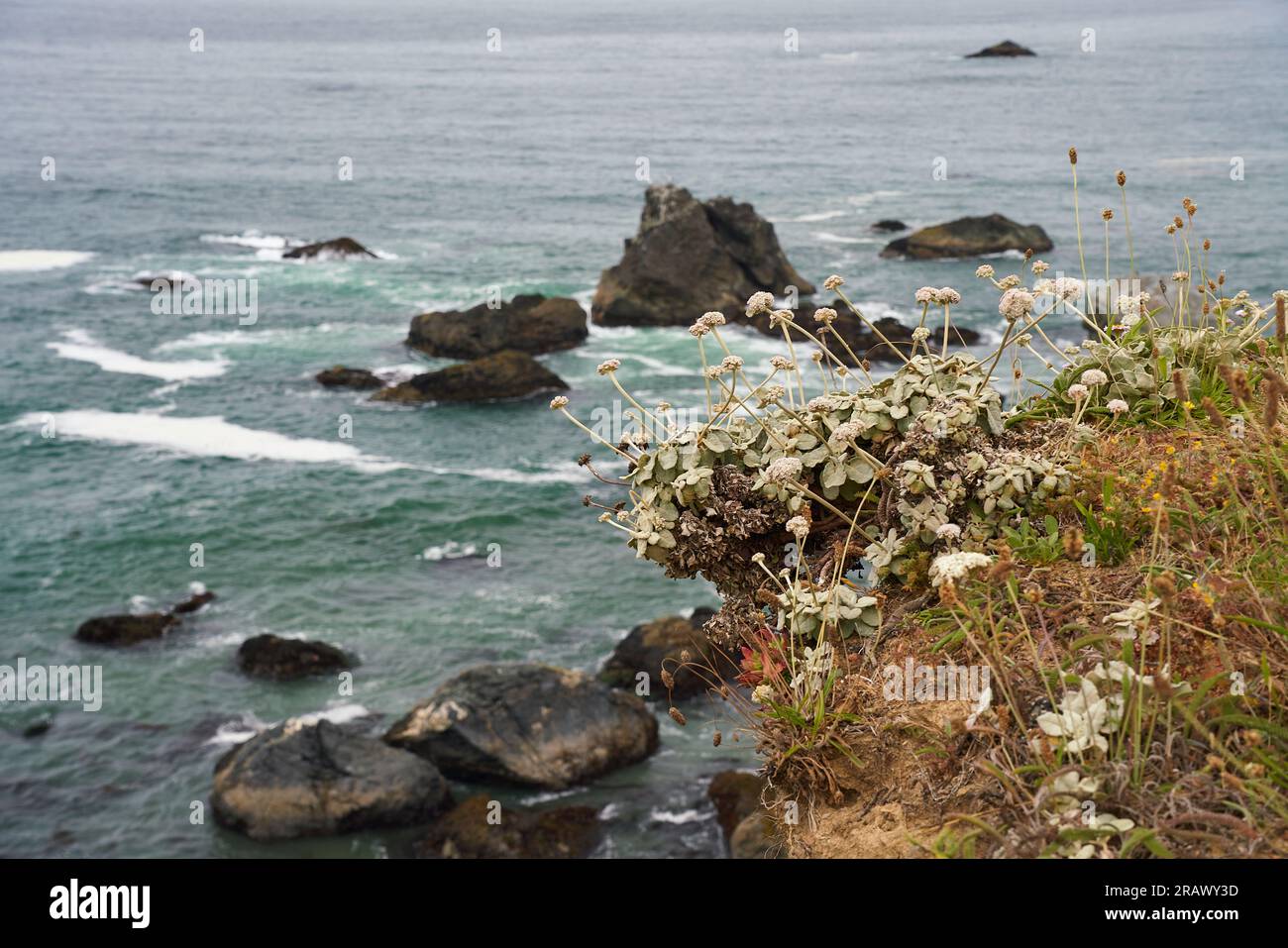 Shell Beach, Californie. Point de vue élevé sur la côte rocheuse du Pacifique, avec des plantes côtières, des piles de mer et des rochers. Banque D'Images