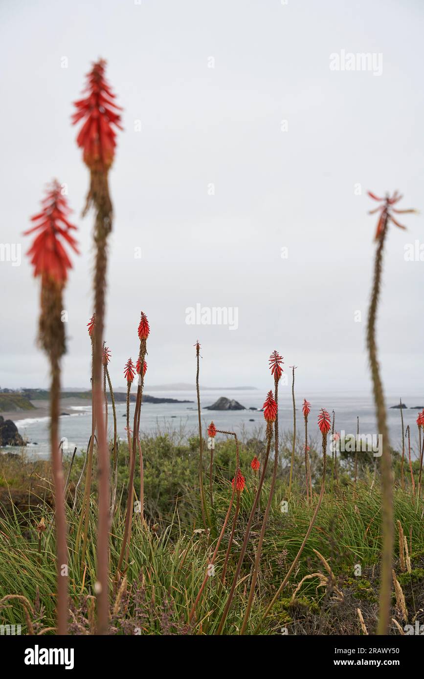 Plantes côtières de Shell Beach, comté de Sonoma, Californie. Vue à travers les plantes, avec l'océan Pacifique en arrière-plan. Banque D'Images