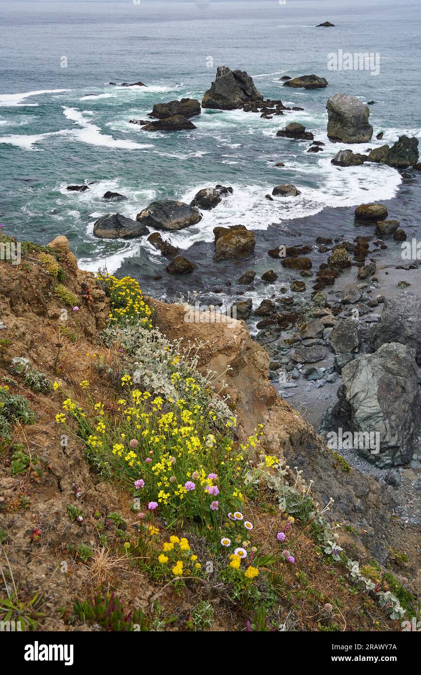 Shell Beach, Californie. Point de vue élevé sur la côte rocheuse du Pacifique, avec des plantes côtières, des piles de mer et des rochers. Banque D'Images