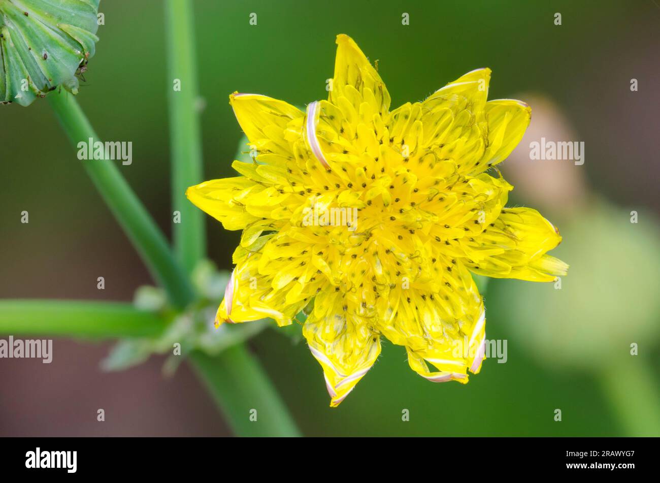 Sowthistle épineux, Sonchus Asper Banque D'Images