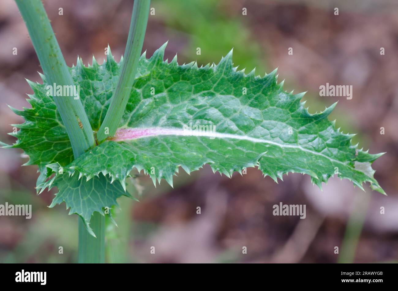 Chardon épineux, Sonchus asper, feuille Banque D'Images