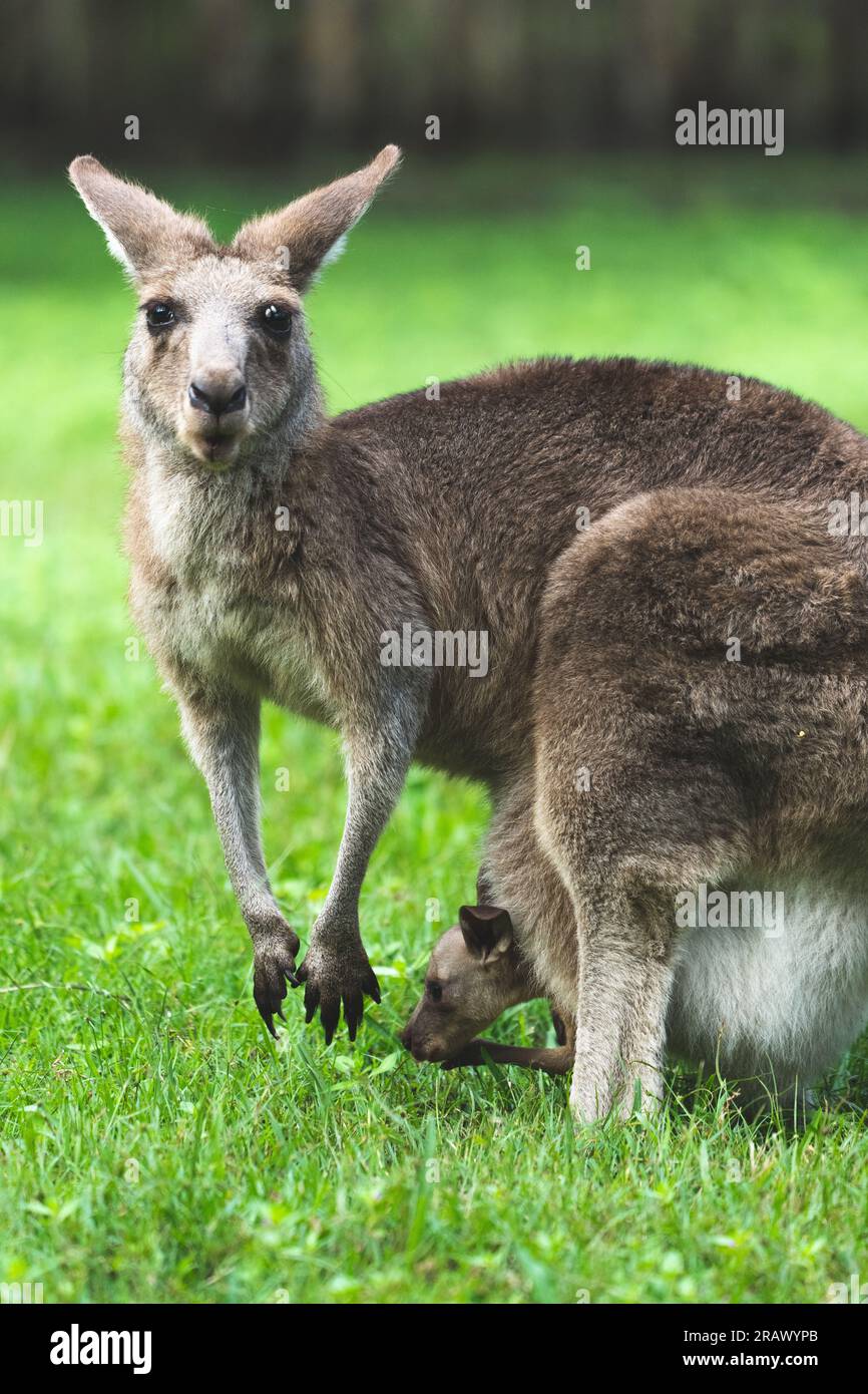 Une vue réconfortante d'une mère kangourou avec son adorable joey niché en toute sécurité dans sa poche, incarnant le lien de l'amour maternel et des soins dans l'anim Banque D'Images