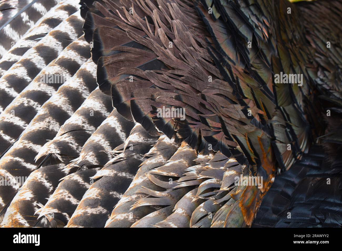 Gros plan des plumes d'une dinde sauvage de l'est, Meleagris gallopavo silvestris. Banque D'Images