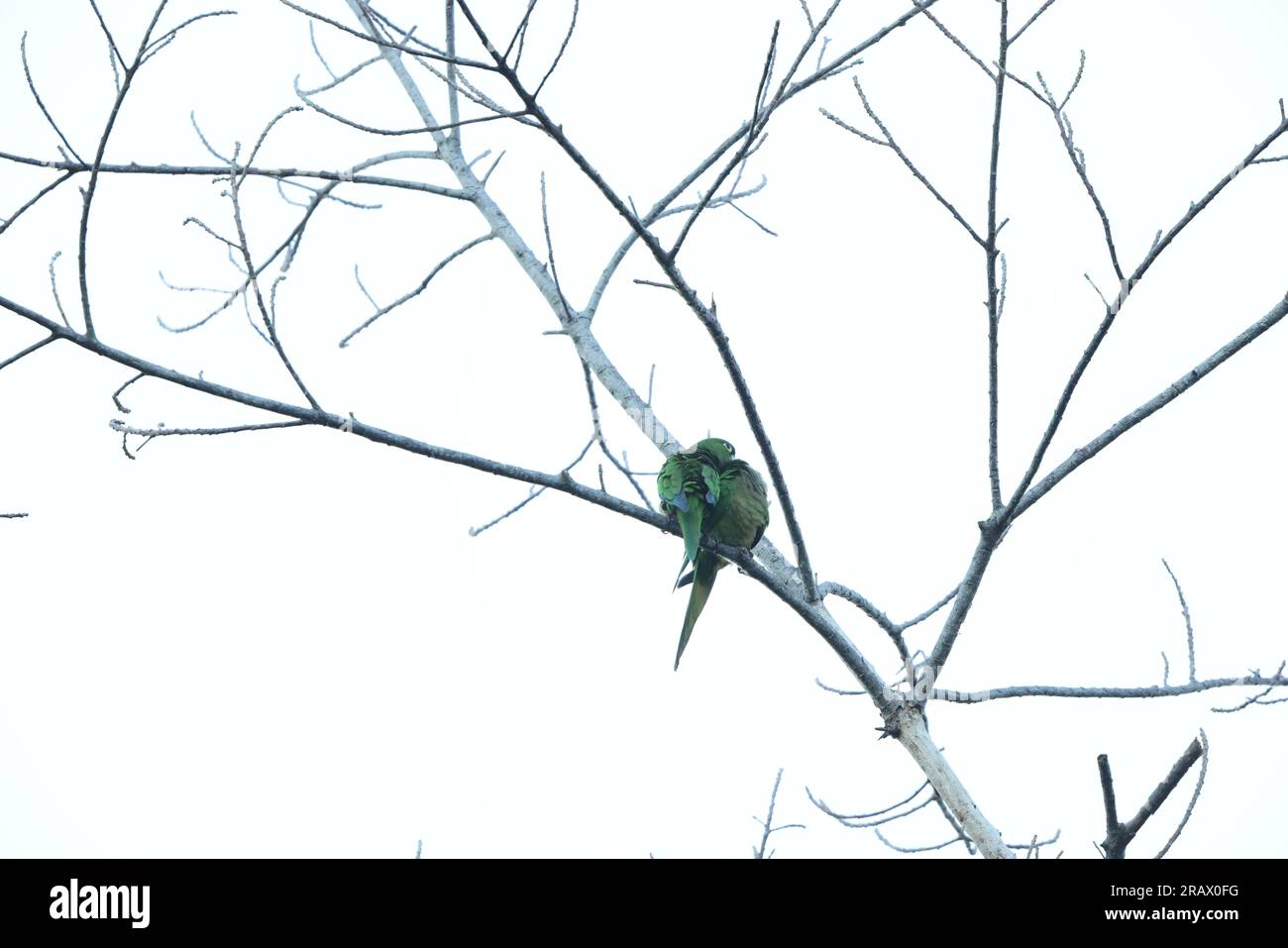 amazona collaria (Amazona collaria), également appelé perroquet à bec jaune ou amazonie jamaïcaine Banque D'Images
