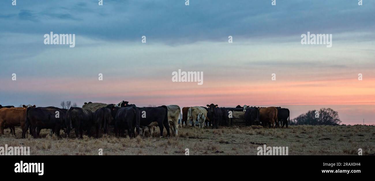 Panorama d'un troupeau de vaches de bœuf et de veaux commerciaux mangeant dans des mangeoires à anneau de balles rondes sous un ciel crépusculaire coloré avec un espace négatif. Banque D'Images