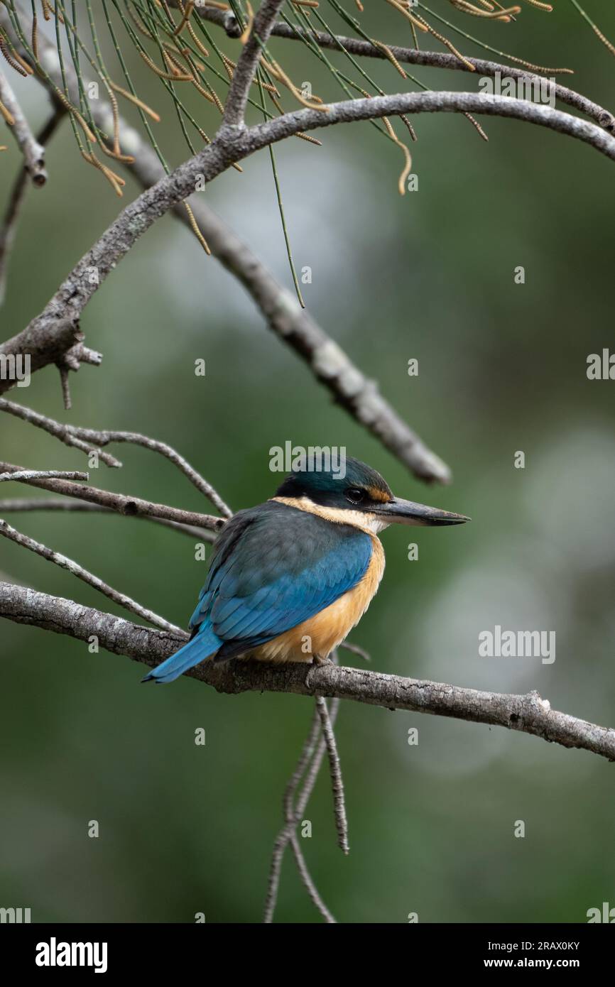 Un kingfisher vibrant perché gracieusement sur une branche, mettant en valeur son plumage brillant sur un fond naturel. Banque D'Images