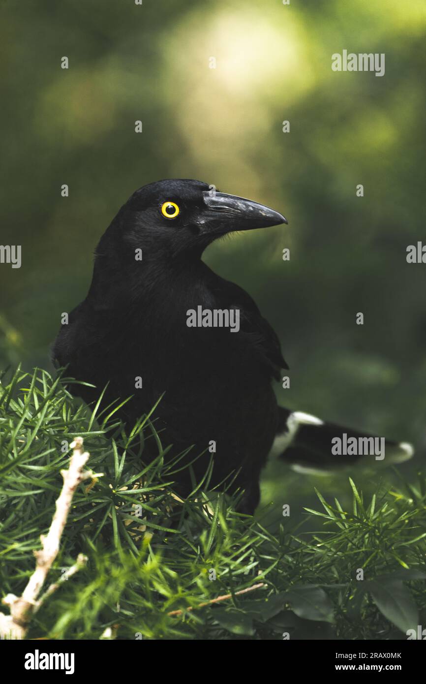 Un portrait captivant d'un currawong, avec ses plumes noires élégantes, ses yeux jaunes perçants et son appel distinctif résonnant dans les airs. Banque D'Images