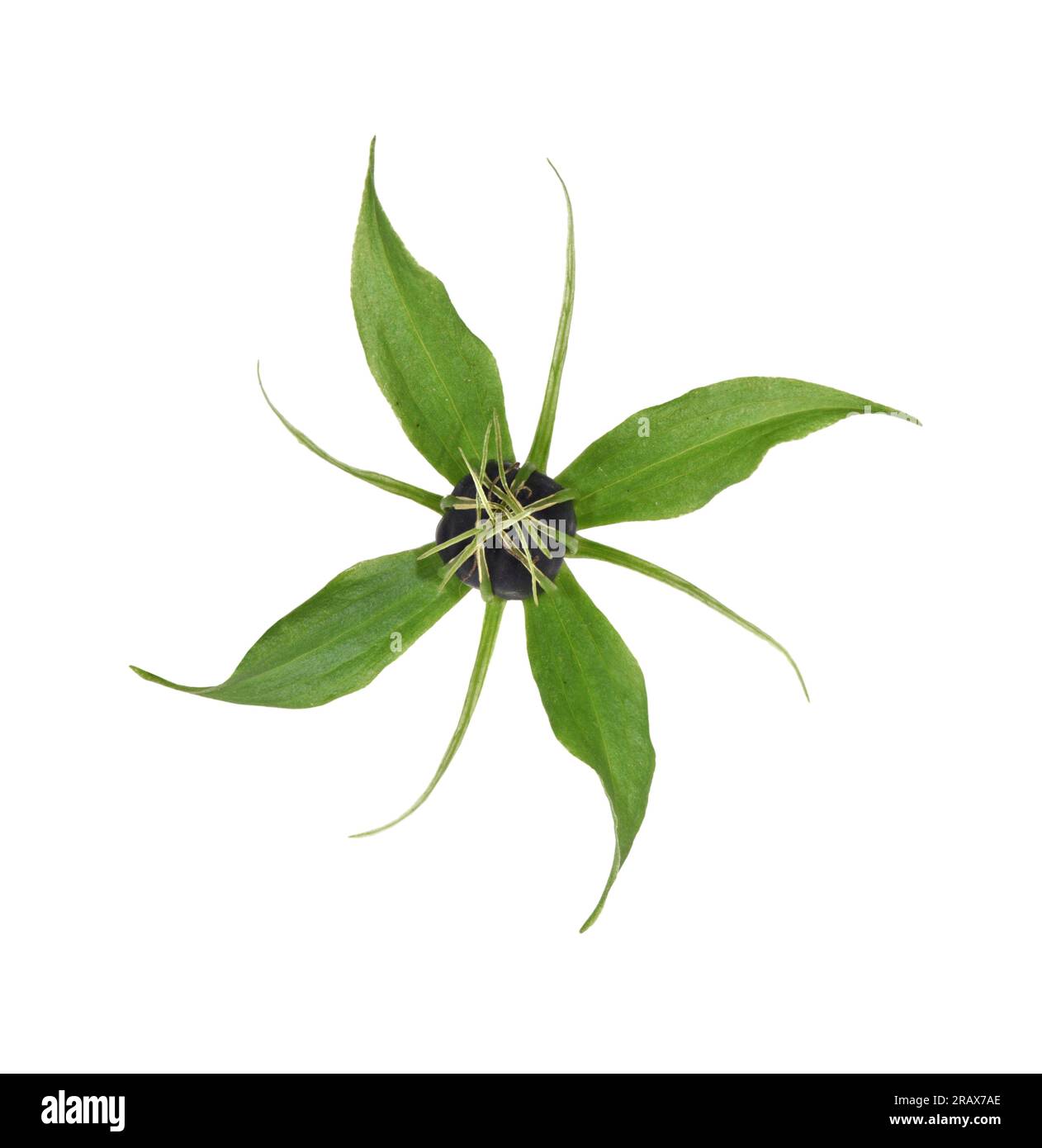 Herb-Paris - Paris quadrifolia Banque D'Images