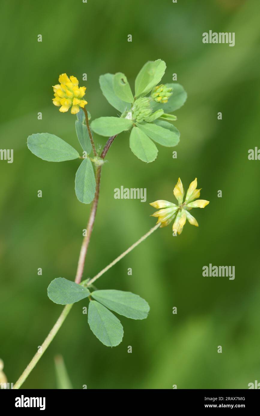 Moindre Trefoil - Trifolium dubium Banque D'Images