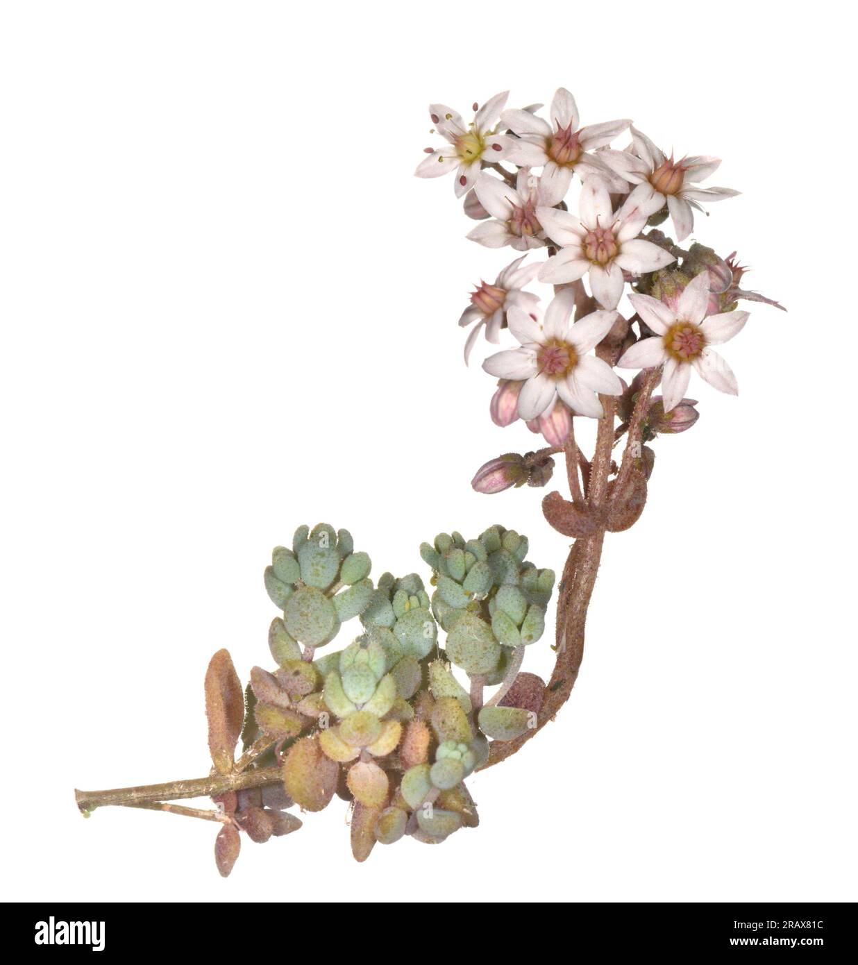 Stonecrop à feuilles épaisses - Sedum dasyphyllum Banque D'Images