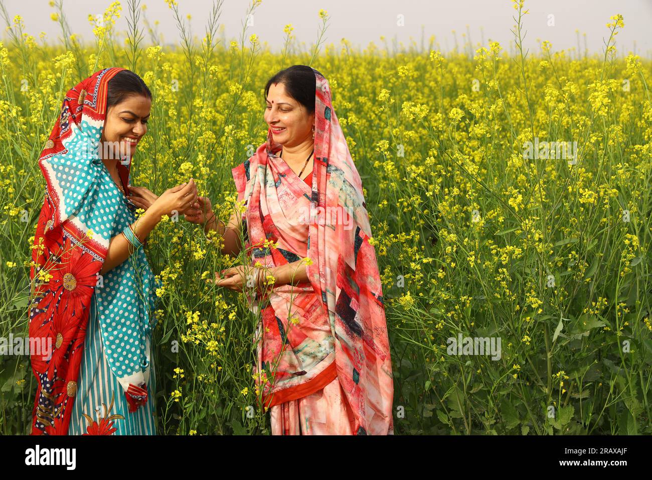 Heureuses femmes indiennes rurales debout dans un champ de moutarde appréciant les avantages du champ agricole de moutarde. Banque D'Images