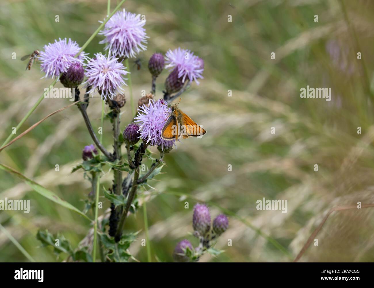 Petit papillon Skipper, Wolford Wood, Warwickshire, Angleterre, Royaume-Uni Banque D'Images