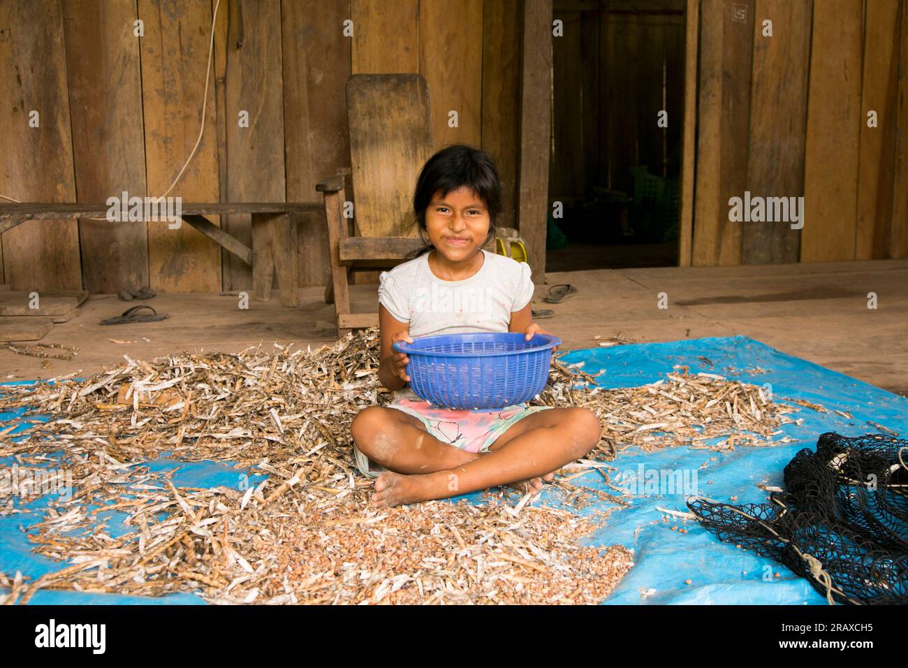 Chuiparillo, Pérou ; 1 octobre 2022 : une fille sélectionne des légumineuses dans la jungle péruvienne. Banque D'Images