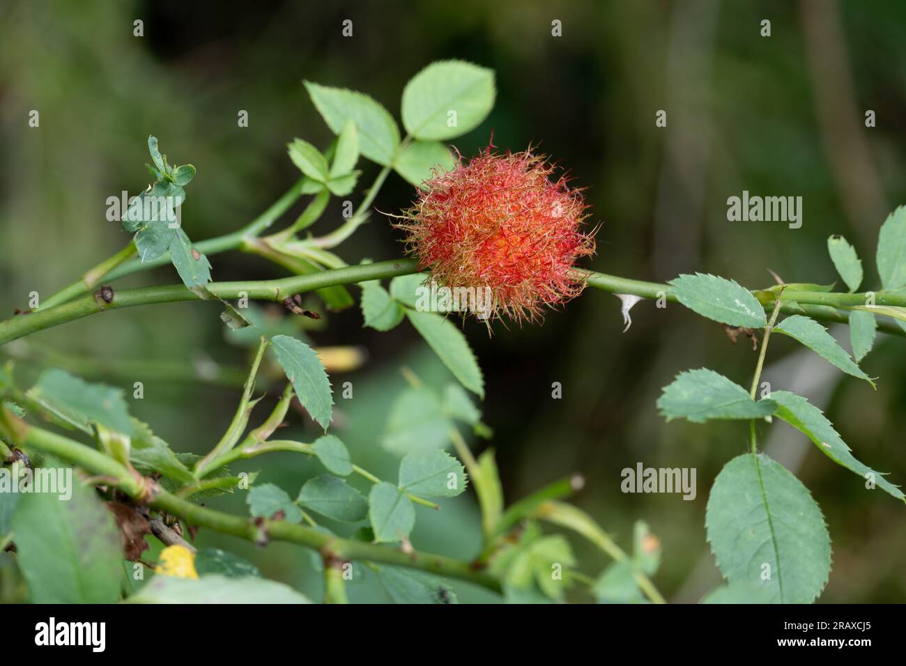 Robin’s Pincushion, Wolford Wood, Warwickshire, Angleterre, Royaume-Uni Banque D'Images