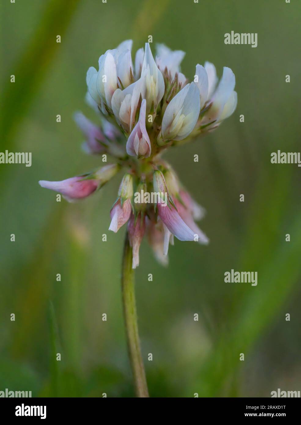 Gros plan de la tête de fleur d'un trèfle blanc (Trifolium repens) Banque D'Images