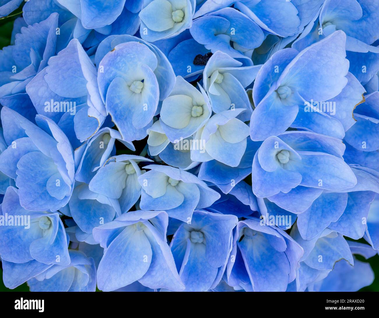 Image rapprochée d'un amas de fleurs bleues d'Hydrangea Banque D'Images