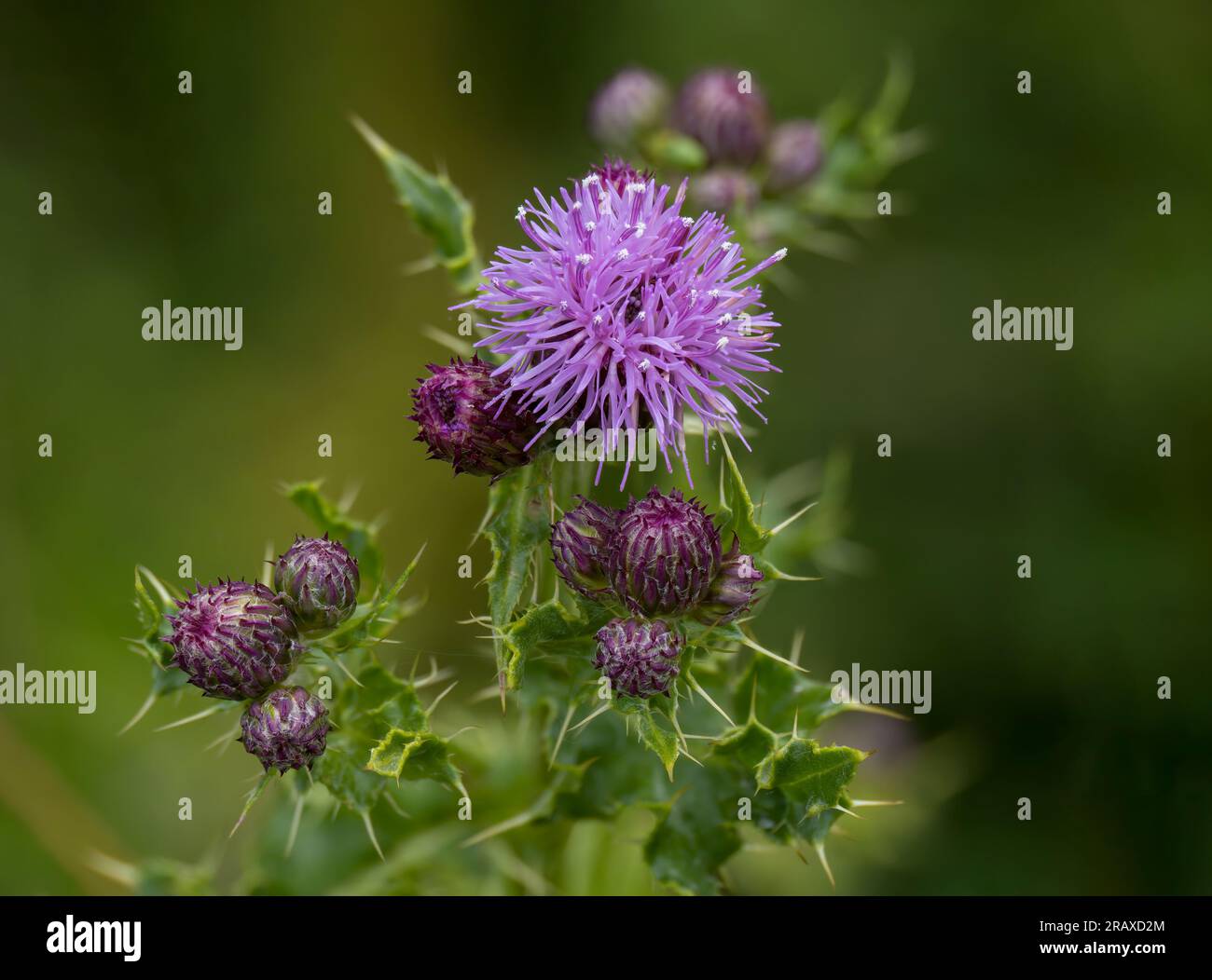 Chardon de lance en fleur et avec des bourgeons Banque D'Images